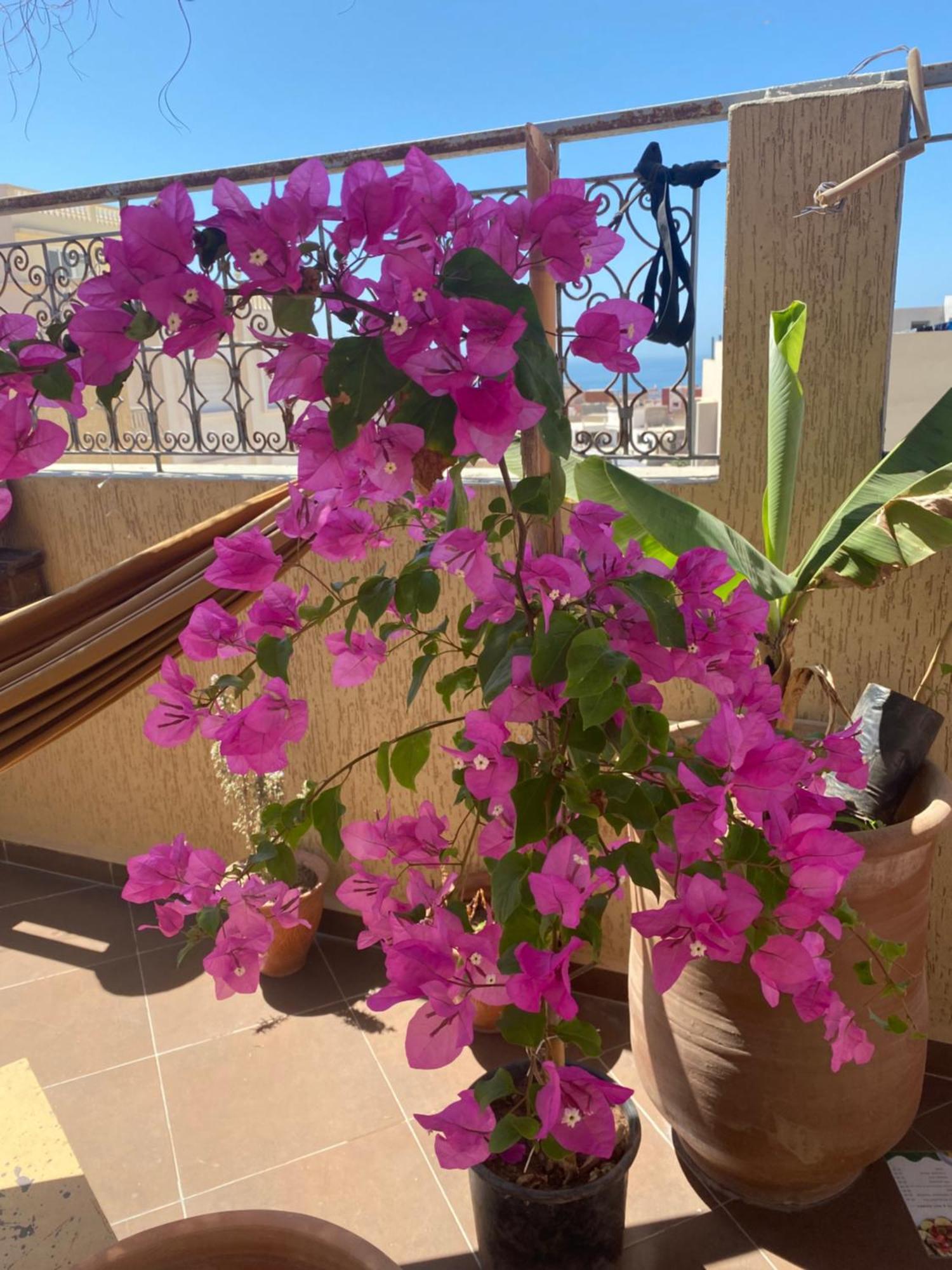 Fleur De Cactus, Guesthouse, Tamraght Εξωτερικό φωτογραφία